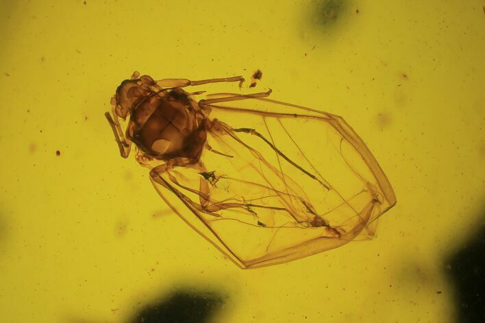Fossil Booklouse (Psocoptera) In Baltic Amber #94038